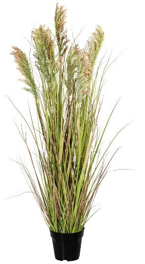 Gasper Rispenhirse grünrosa 120 cm