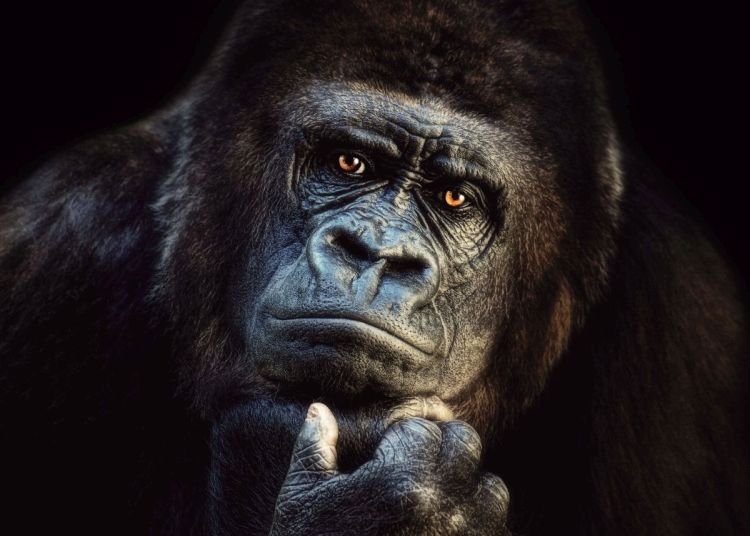 Reinders Wandbild 100x140 ' Joachim G. Pinkawa - gorilla ' , ADB30388