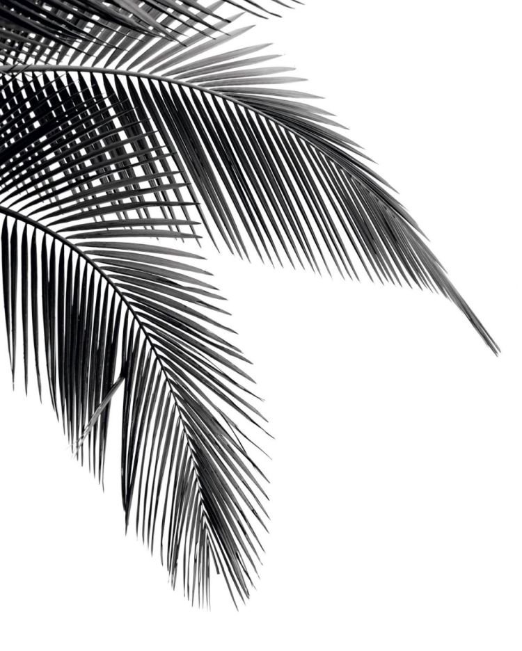 Reinders Wandbild 40x50cm ' Palm Leaf ' , 83200
