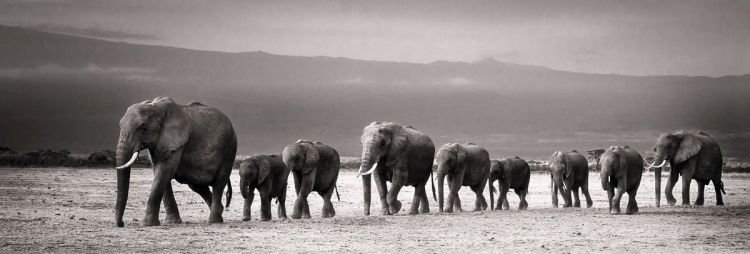 Reinders Wandbild 40x118  'Line of Elephants' , 74150