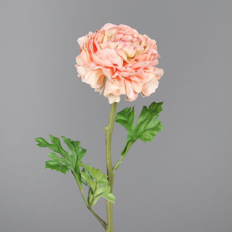 brühl Ranunkel peach Blumen mehrfarbig