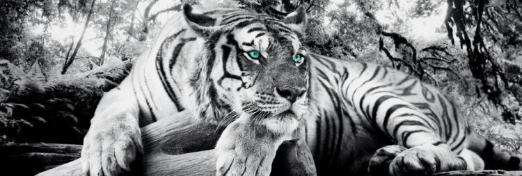 Reinders Wandbild 40x118  'Tiger Is Watching You' , 60481